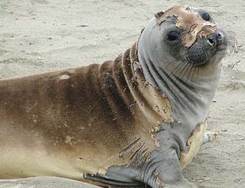Elephant seal catastrophic molting